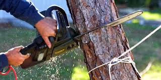 How Our Tree Care Process Works  in  Beech Grove, IN